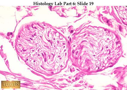 Histology Slides 1