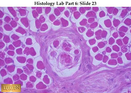 Histology Slides 1