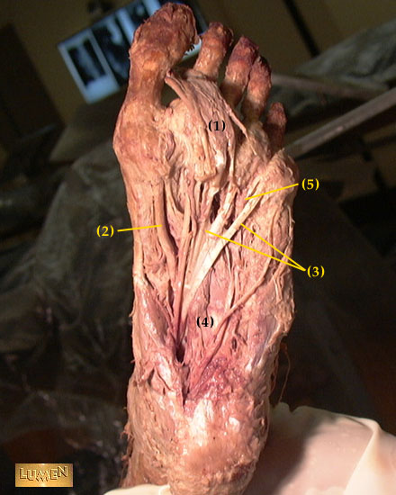 1 = flexor digitorum brevis m.