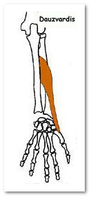 abductor pollicis longus