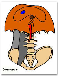 http://www.meddean.luc.edu/lumen/meded/grossanatomy/dissector/mml/images/dph.jpg