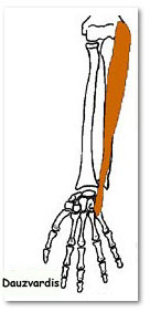flexor carpi ulnaris