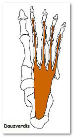 flexor digitorum brevis