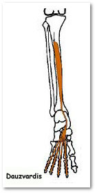 flexor digitorum longus