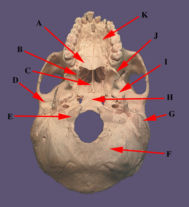 Skull Parts Ventral A