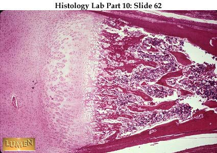 endochondral ossification histology