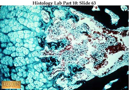 endochondral ossification histology