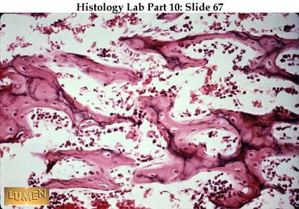 endochondral ossification histology