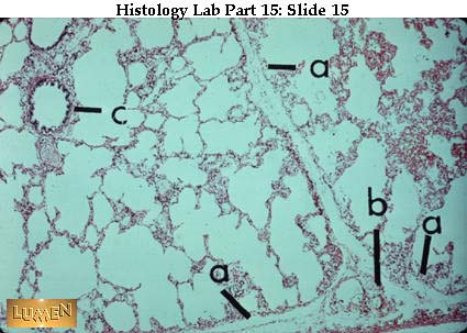 lung slide