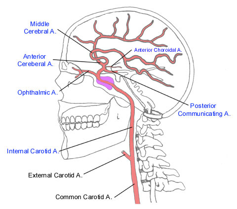 Cranial Blood Vessels