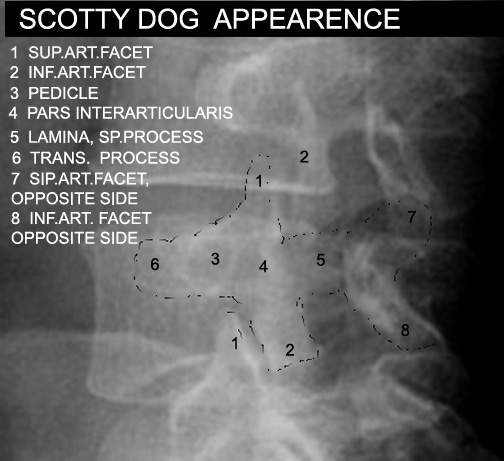 identify parts of the scotty dog click the image for labeling