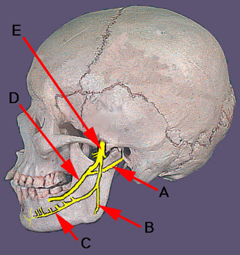 Cranial Nerve VII