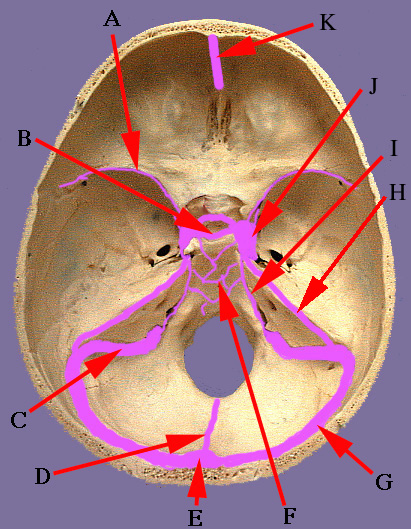 Large view of cranium with dural venous sinuses