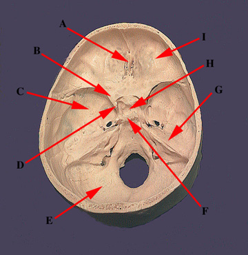 Skull Parts Dorsal Cranium