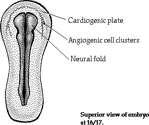 Heart Tube Formation  ditki medical and biological sciences