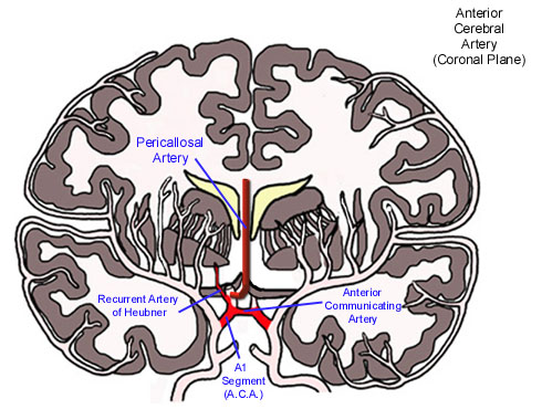 Anterior Cerebral Artery - Coronal Plane