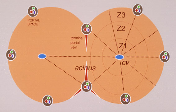 Review of Pathology of the Liver - Acinar Structure Cont.